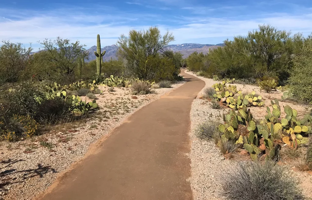 Road to the Mica View Picnic Area in Saguaro East
