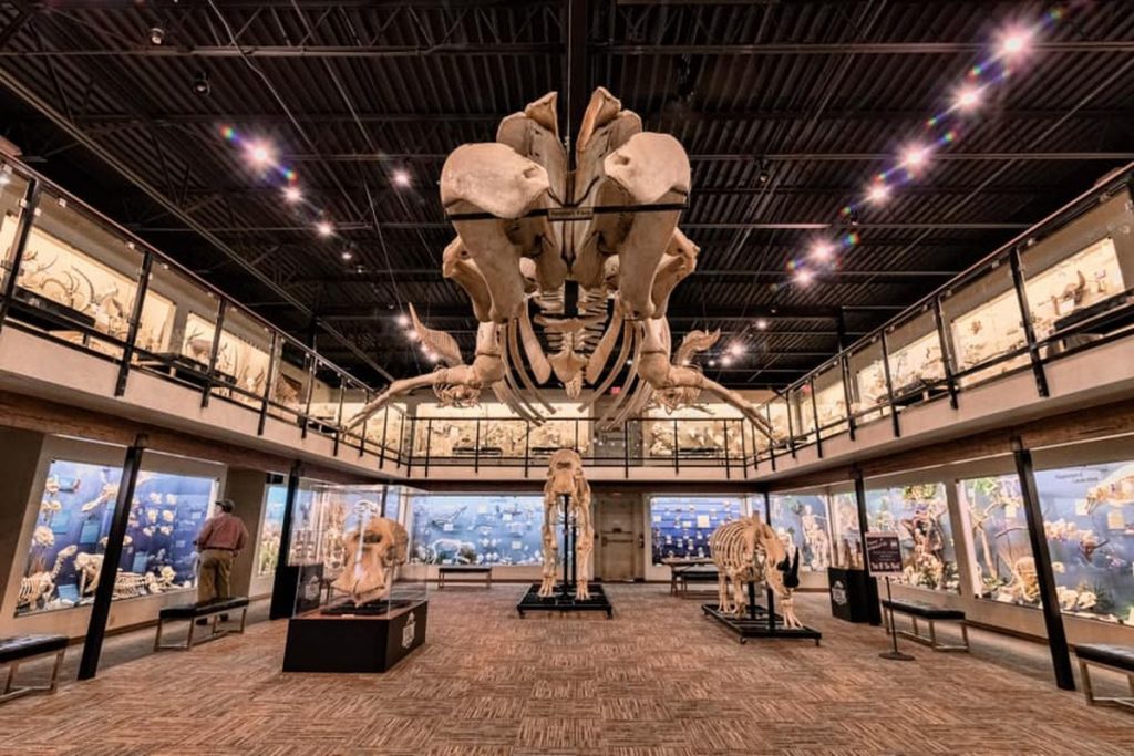 Skeletons Museum of Osteology