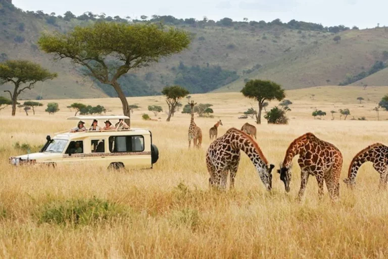 How to plan a Perfect safari Vacation