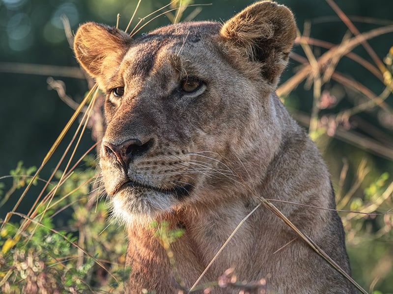 A lion in Serengeti National Park in Tanzania 
