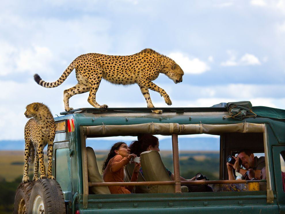 Photographing a cheetah in the Masai Mara
