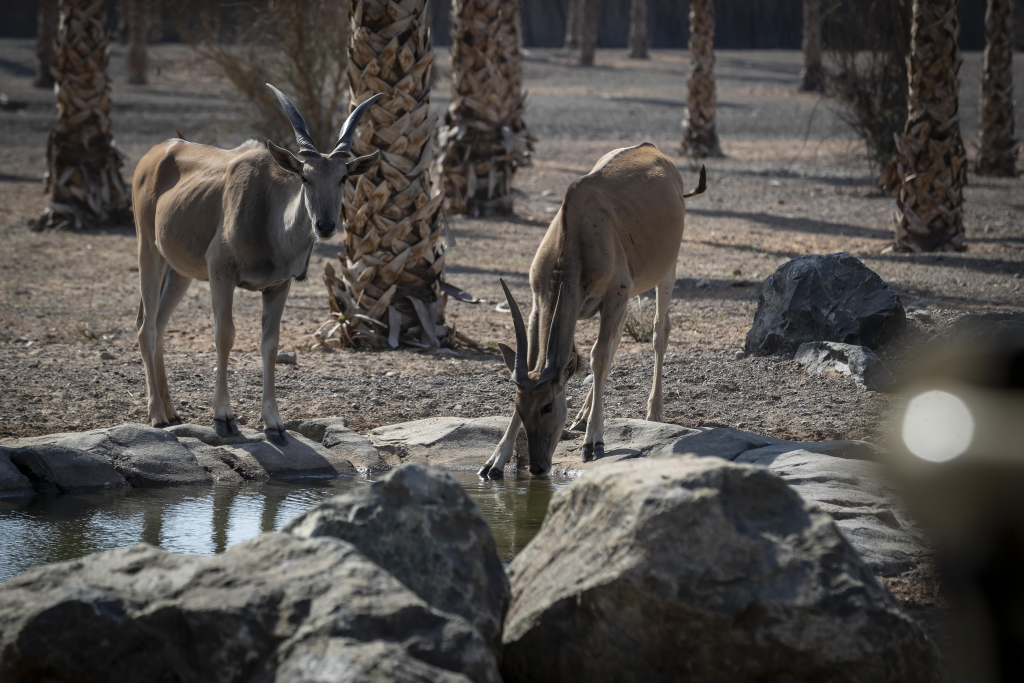 Deer's Drinking Water in UAE Safari Park