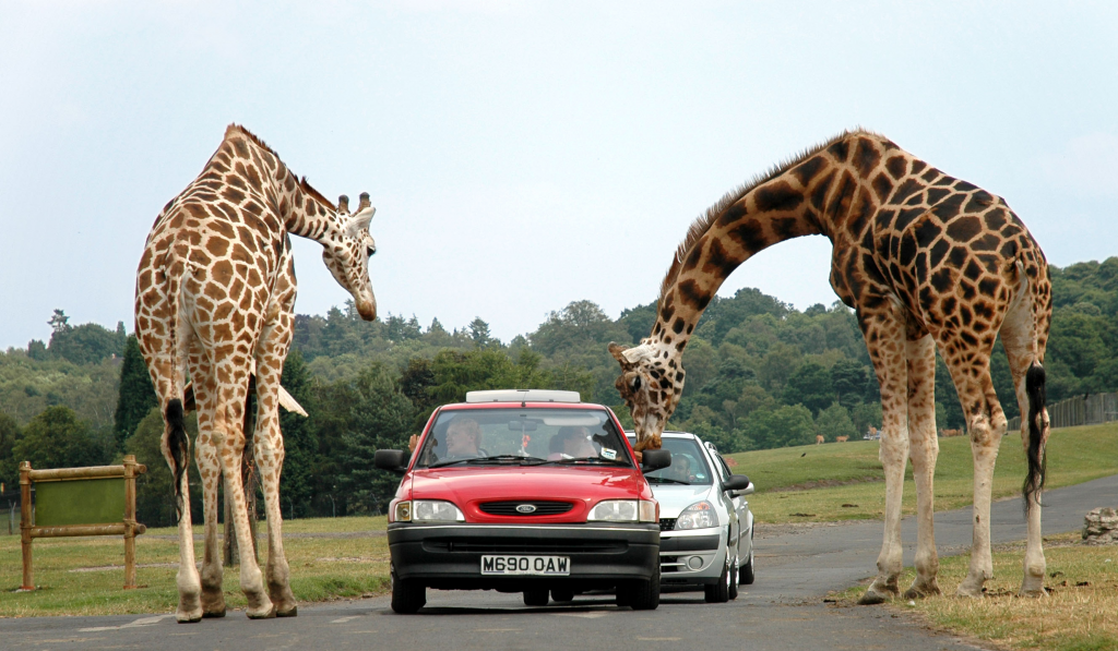 Giraffe's Searching for Food from Travelers
